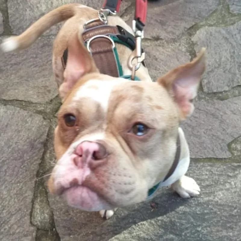 Porky (Paten gesucht) photo 5