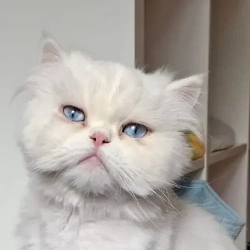 Schneewittchen und Rapunzel (reserviert)