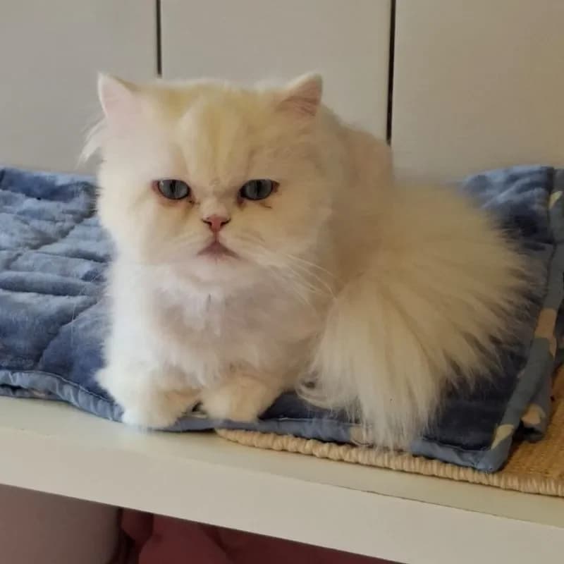 Schneewittchen und Rapunzel (reserviert) photo 4