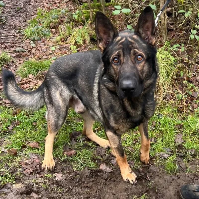 Schröder (Zuhause und Paten gesucht) photo 4