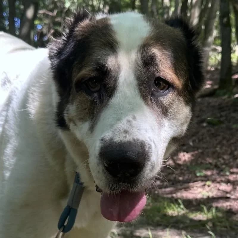 Smilla (im bmt-Tierheim Eifelhof) photo 2