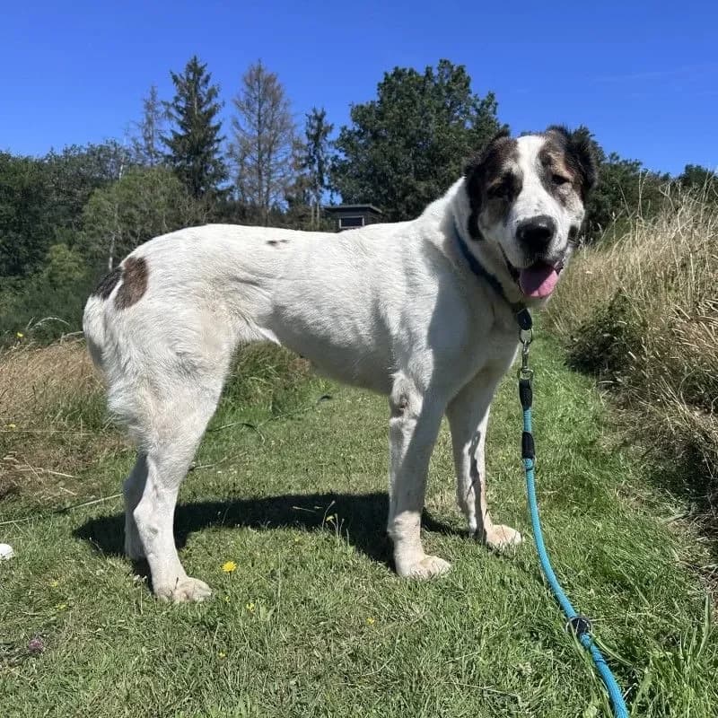 Smilla (im bmt-Tierheim Eifelhof) photo 3