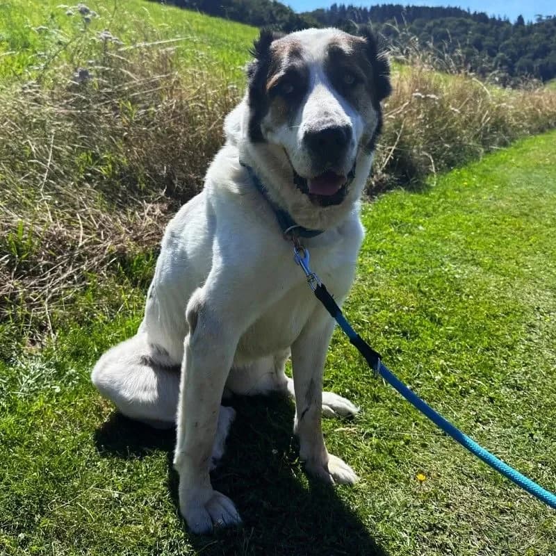 Smilla (im bmt-Tierheim Eifelhof) photo 4