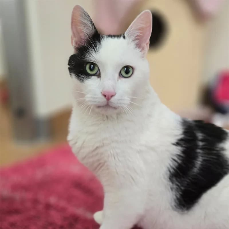 Speko Latius photo 4