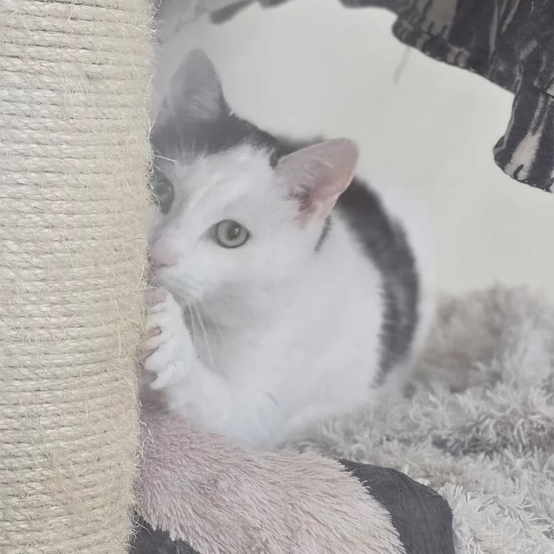 Speko Latius photo 8