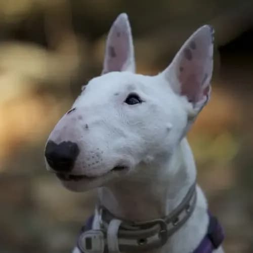 Thor (Paten gesucht)