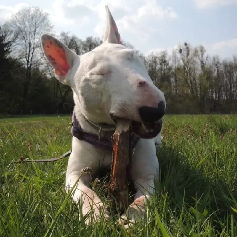 Thor (Paten gesucht) photo 3