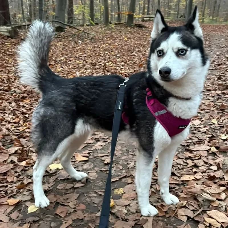 Yuki (reserviert) photo 5