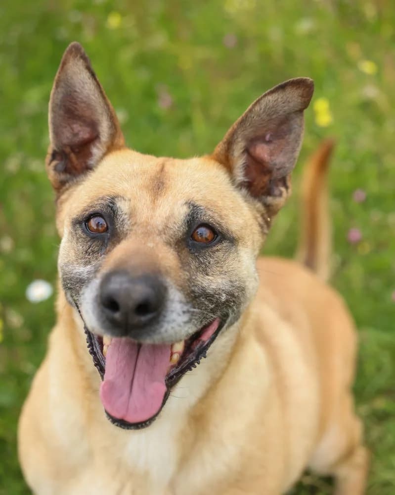 Zafira RESERVADA photo 2