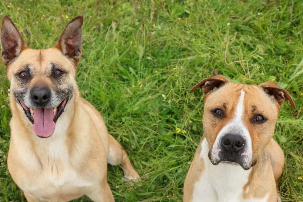 Zafira RESERVADA photo 6