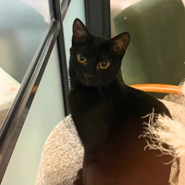 Freija ja Sametti photo 2