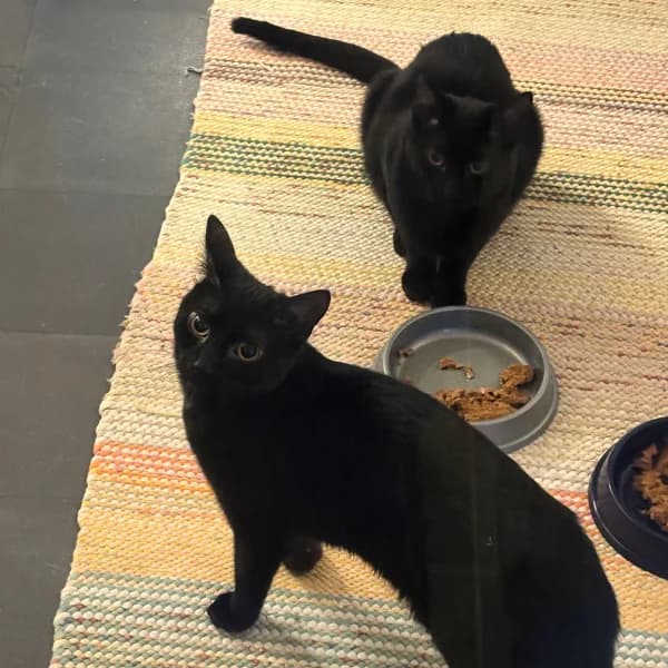 Freija ja Sametti photo 3