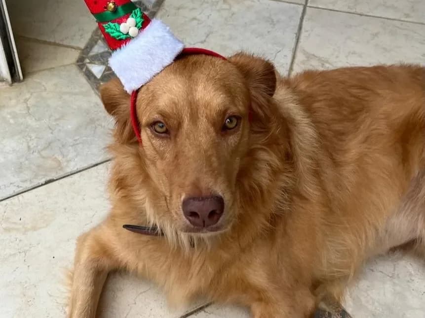 CAJOU (EPILEPTIQUE) photo 2