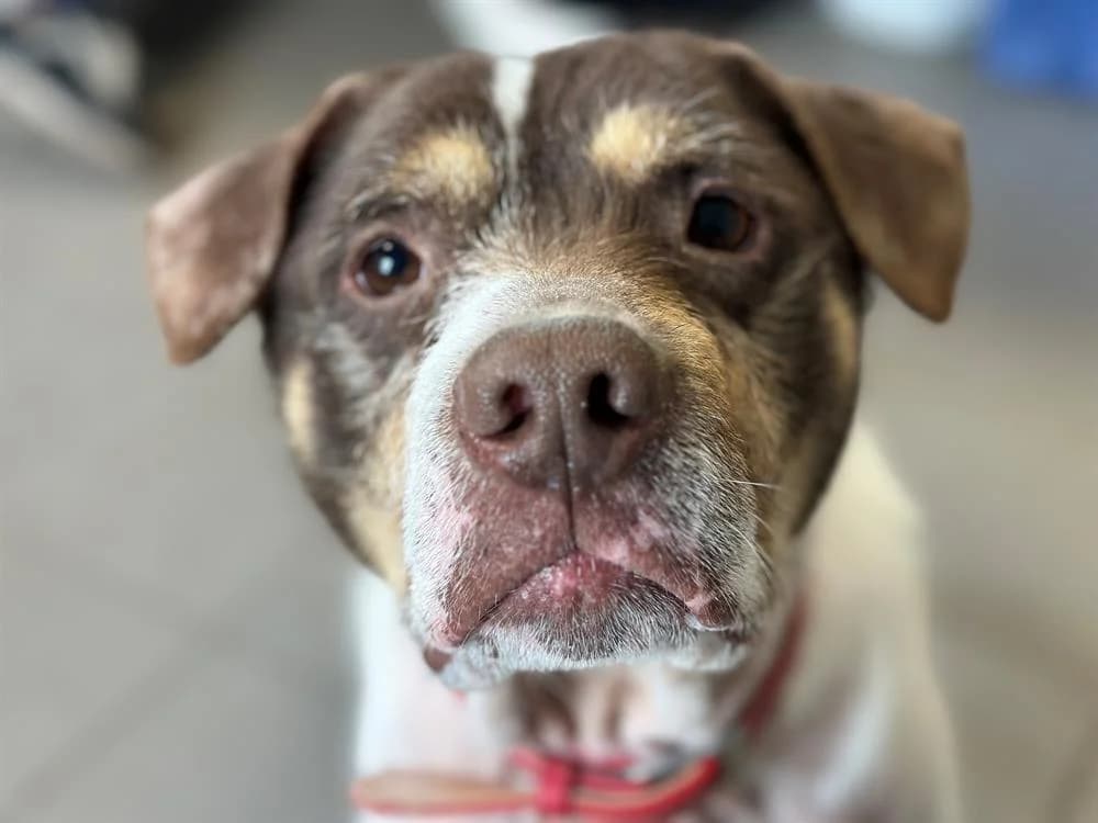 PATAPOUF en SOS URGENT