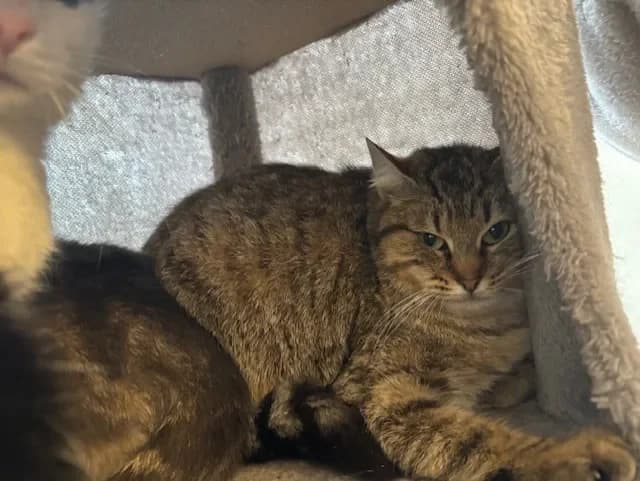 FRAMBOISE (en famille relais) photo 2