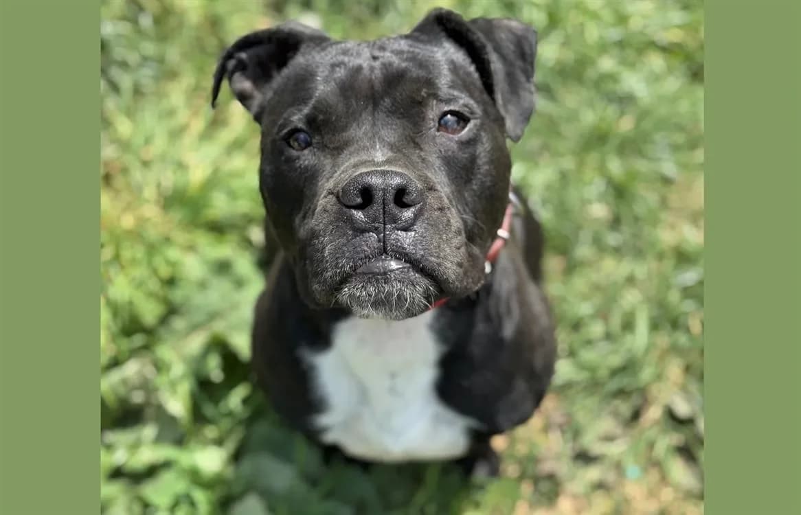 PICK HAA24487 photo 2