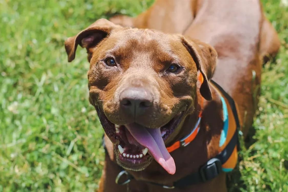 CHOCO HAA24525 photo 2