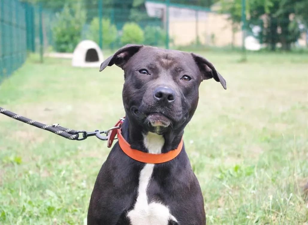 DYEGO PAA22872 photo 2