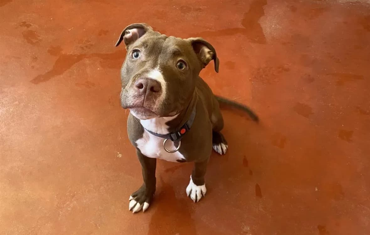 RAISIN paa22884 photo 2