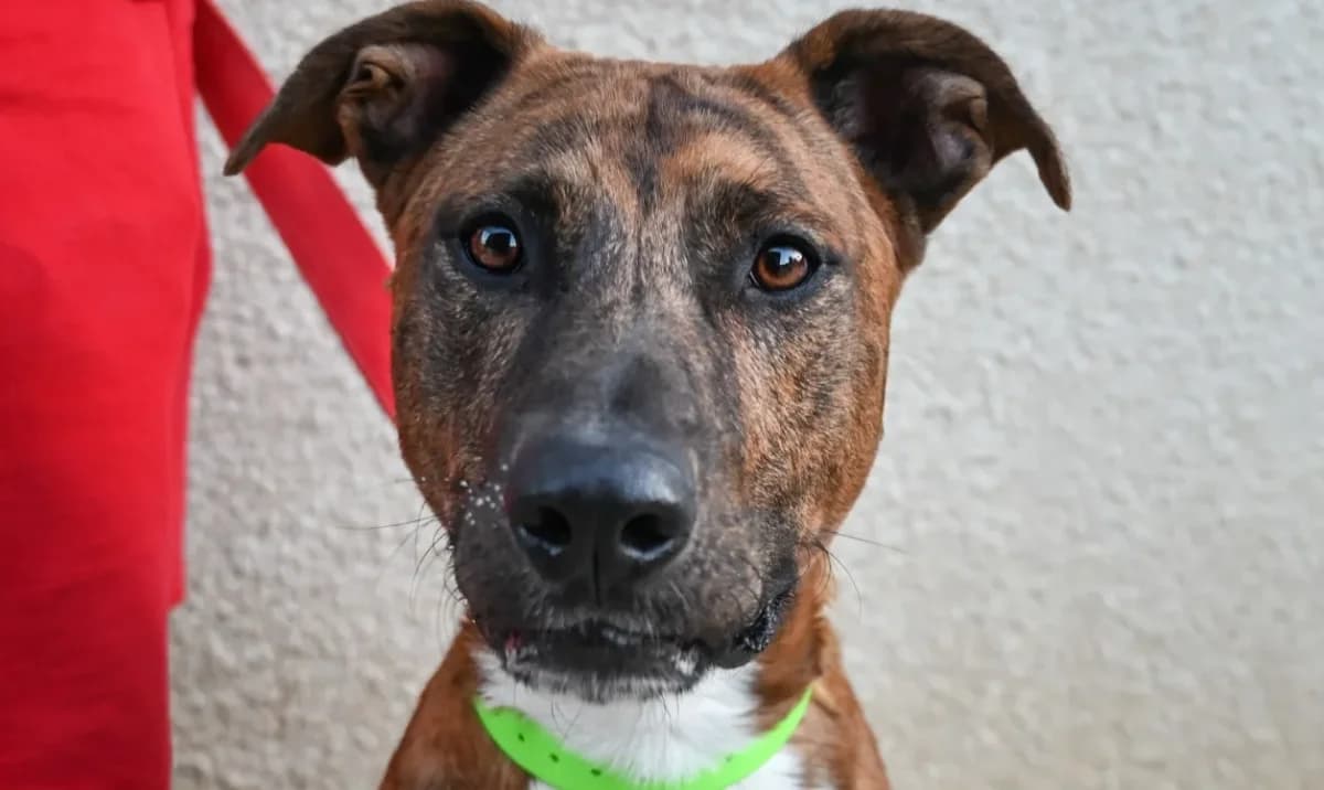 GUIZMO (en cours d'adoption) photo 2