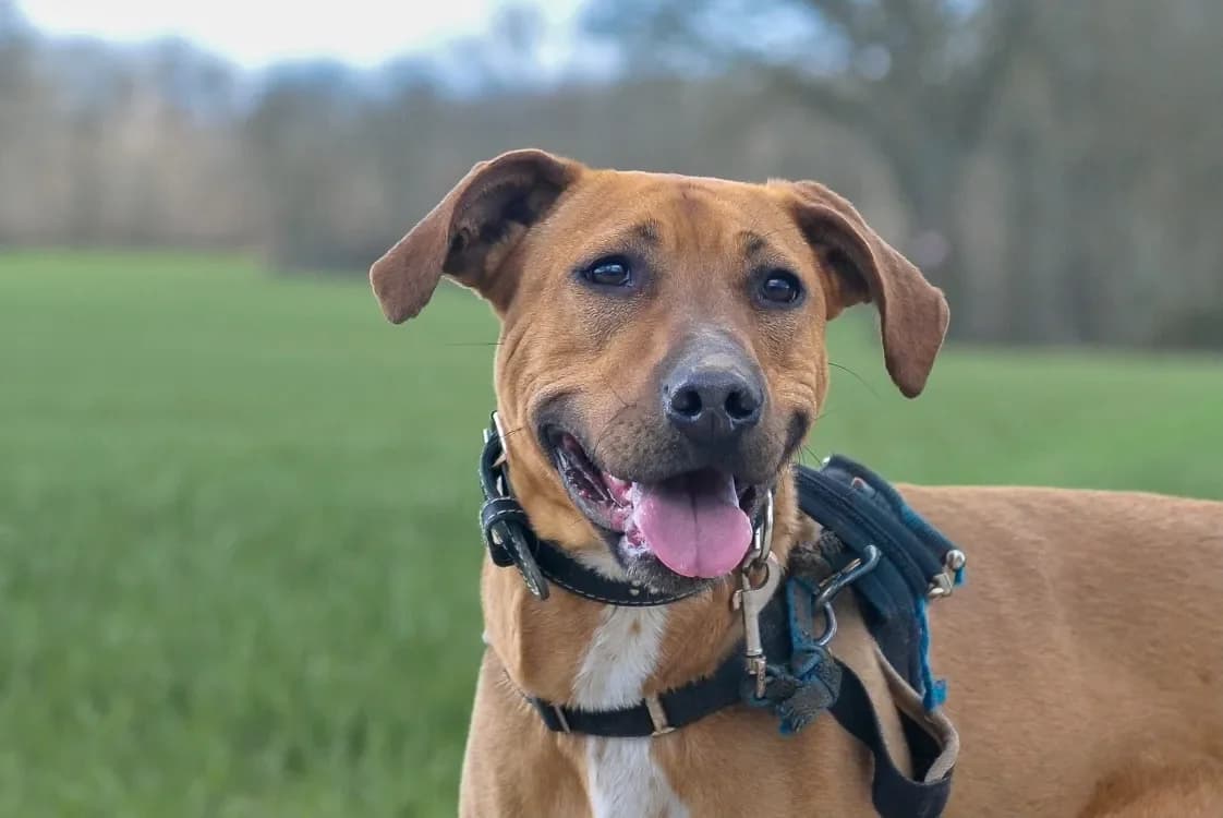 KAYLA HAA24636 photo 2