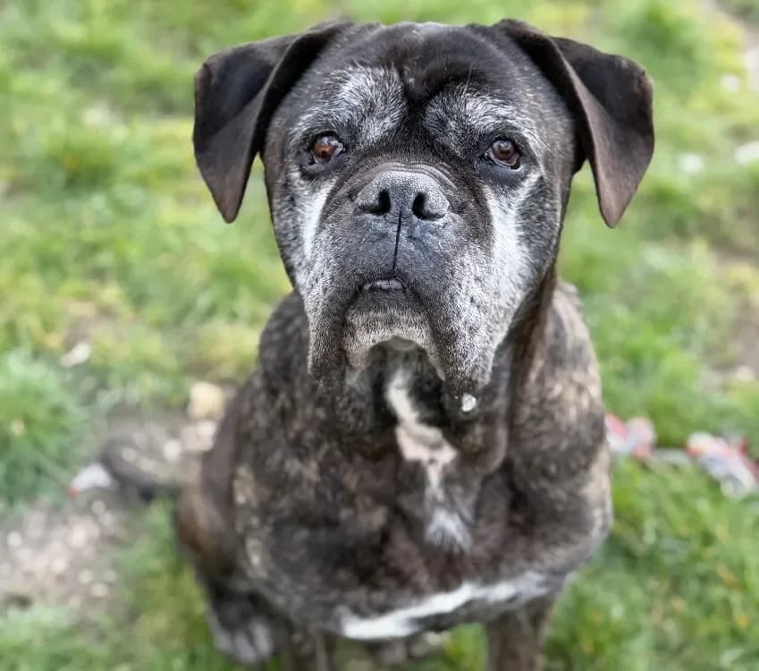 Malko CAA14180 photo 2