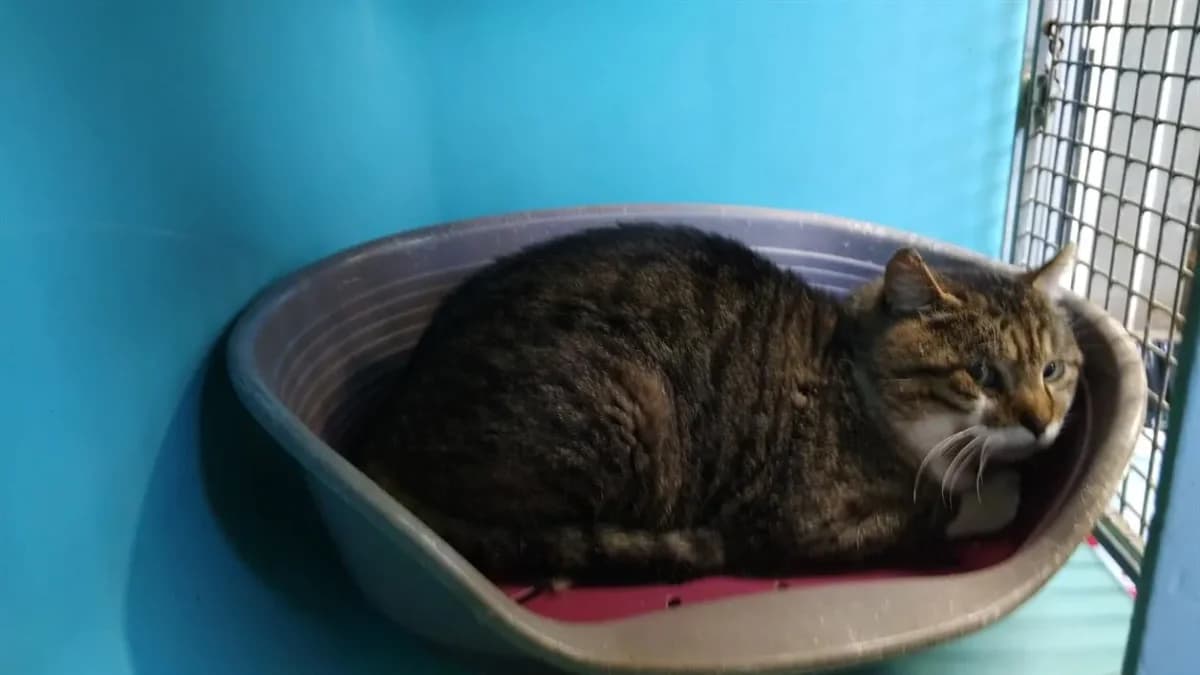 HYPNOMADE minouche photo 2