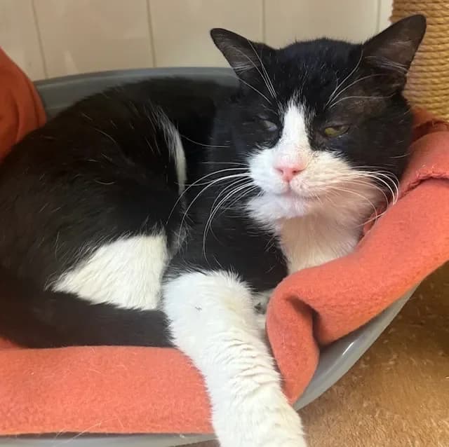 SEPTEAL PAB28210 photo 2