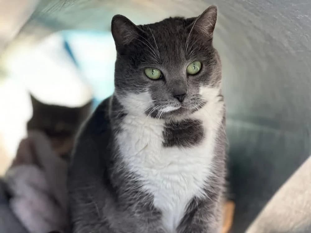 PEPITA  en SOS URGENT