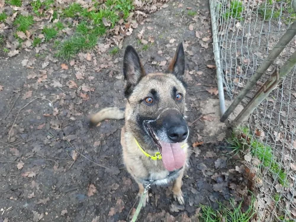 NINJA OAA19901 photo 2