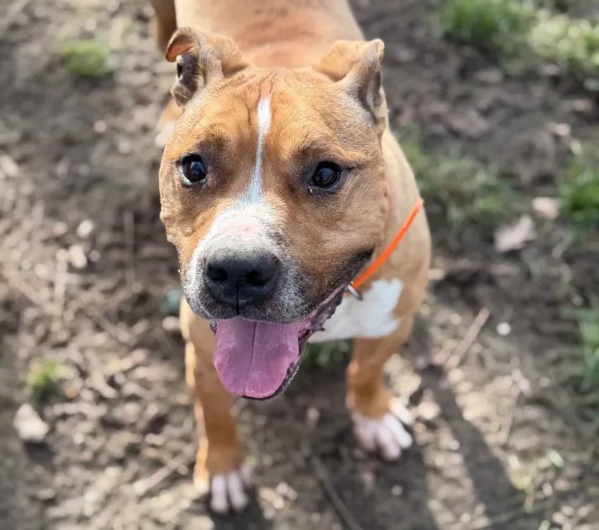 Ozone CAA14589 photo 2