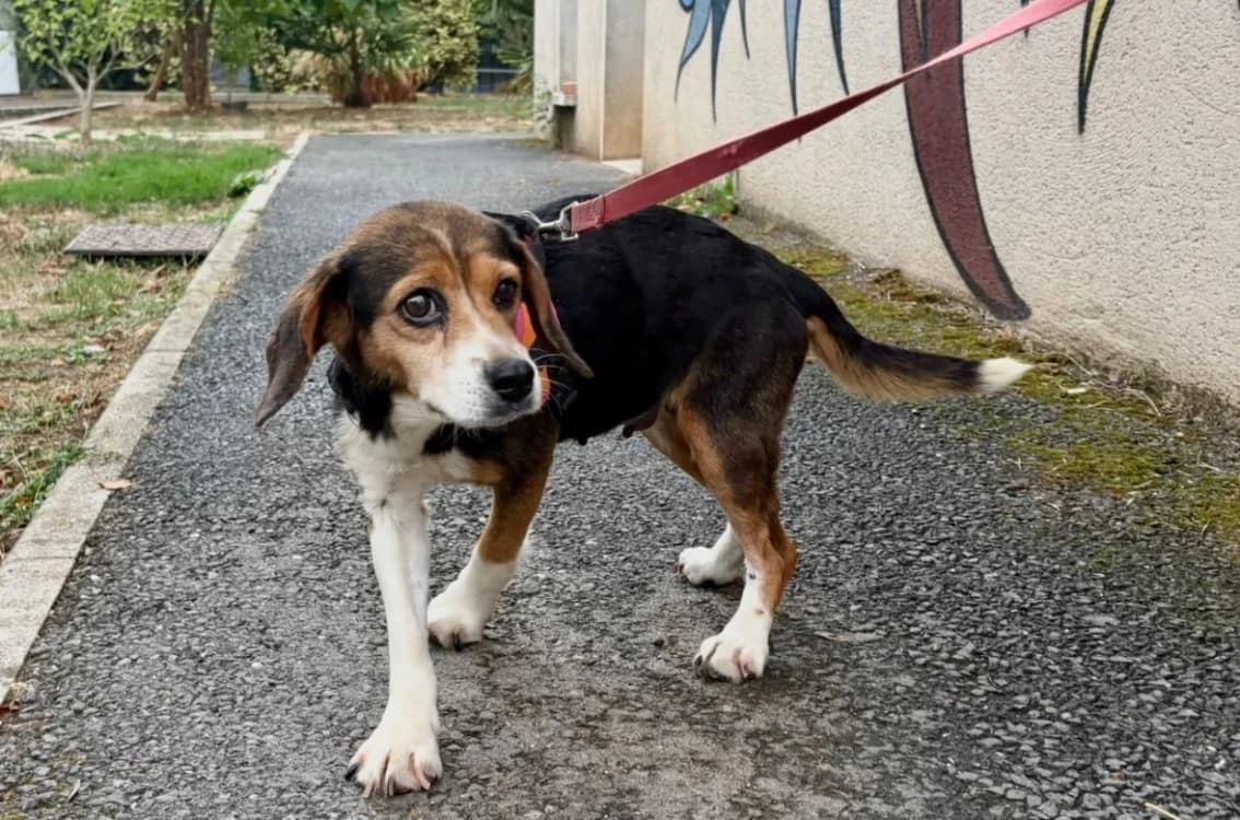 Pastille( réservée)