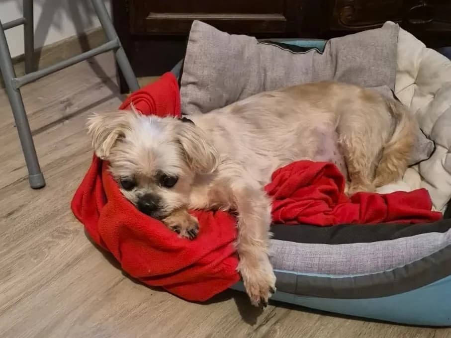 GIBSON PAS ICAD photo 2