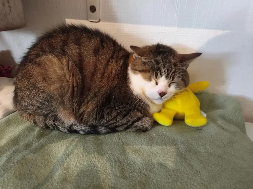 SONETTE (FR) photo 2