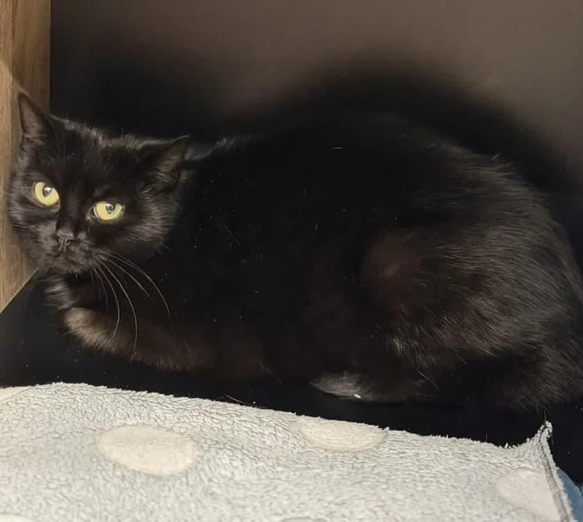 Voodoo CAB5153 photo 2