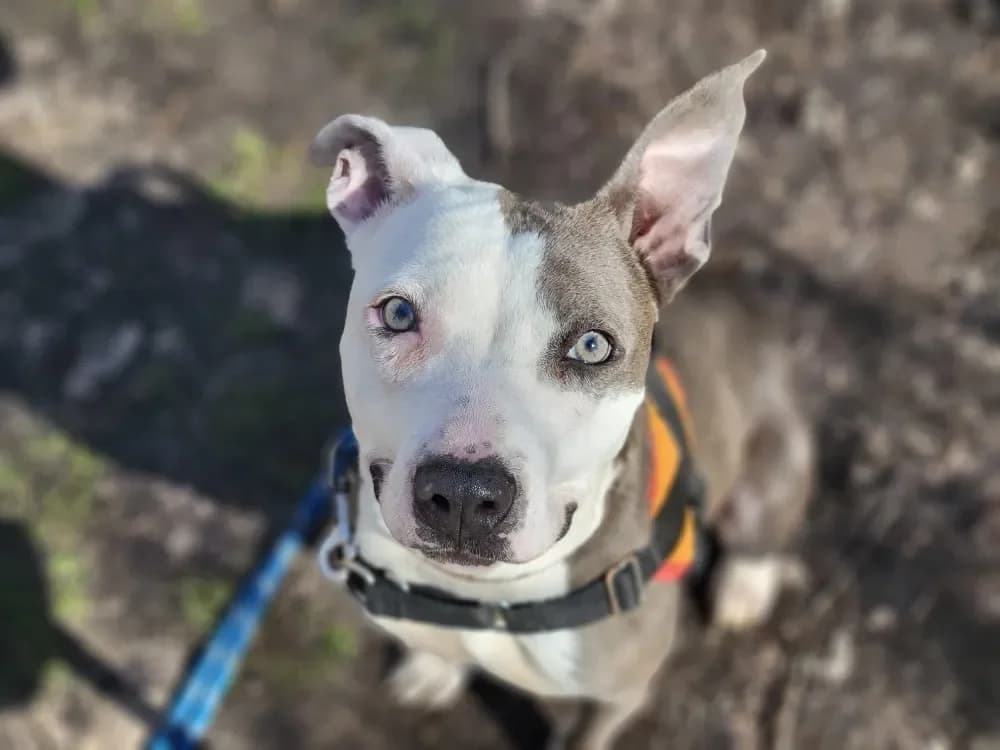 AMY PAA24078 photo 2