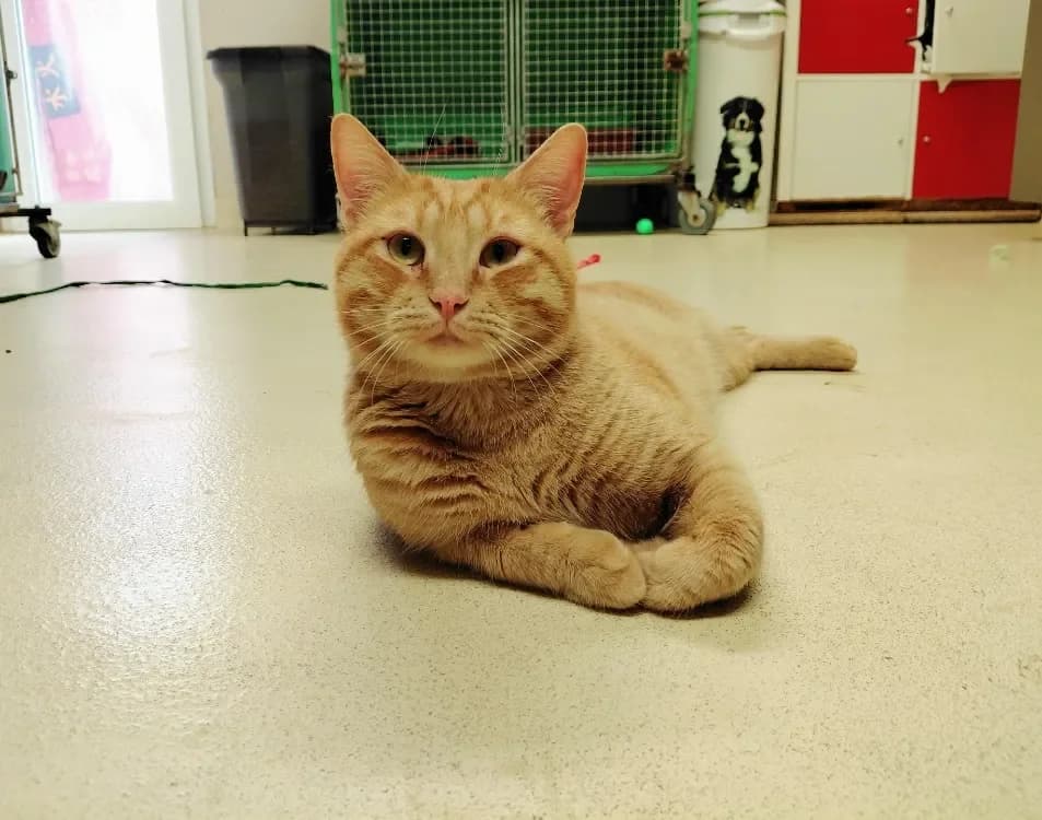 DRACO PAB28422 photo 2