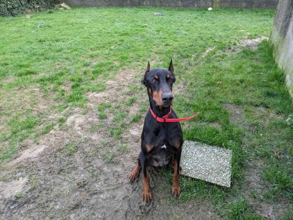 Dobik (pomis) photo 2