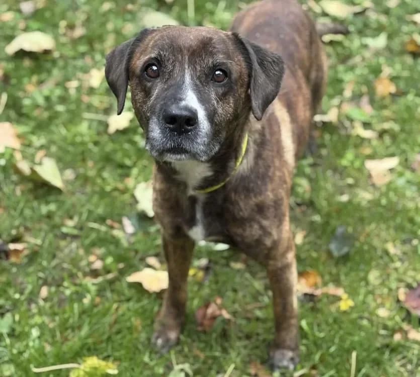 Nox CAA14792 photo 2