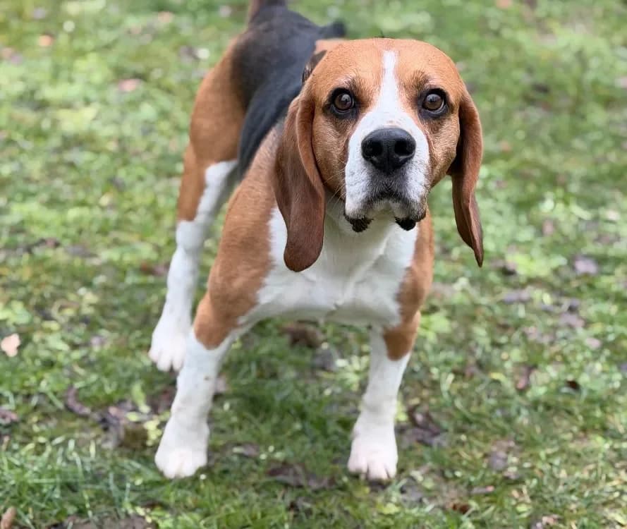 Napoléon CAA145671 photo 2