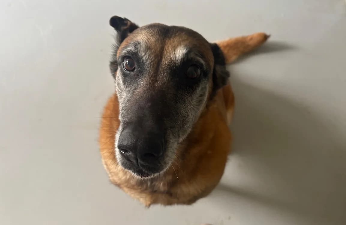 Lana PAA24112 photo 2