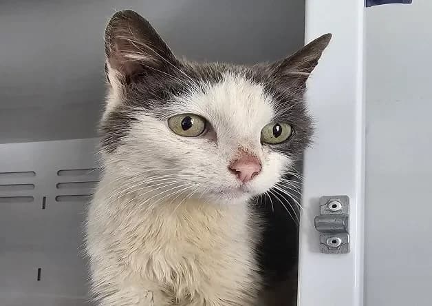 ELTON (réservé) photo 2