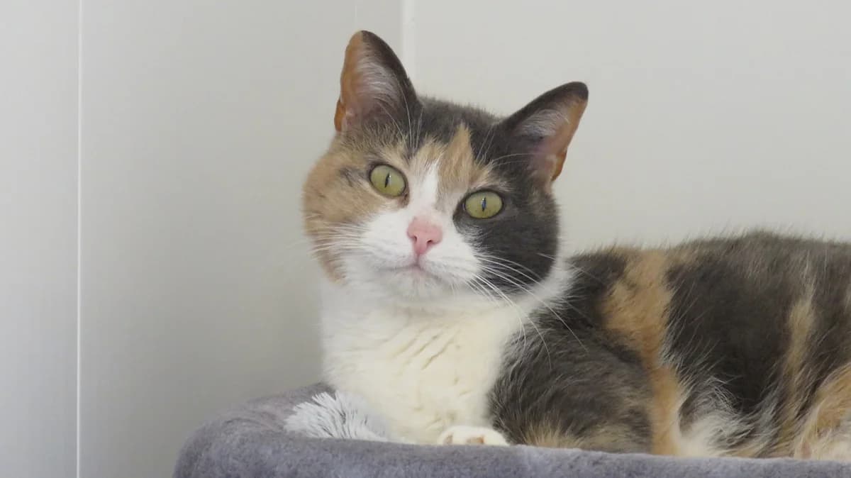 Poupette (réservée)