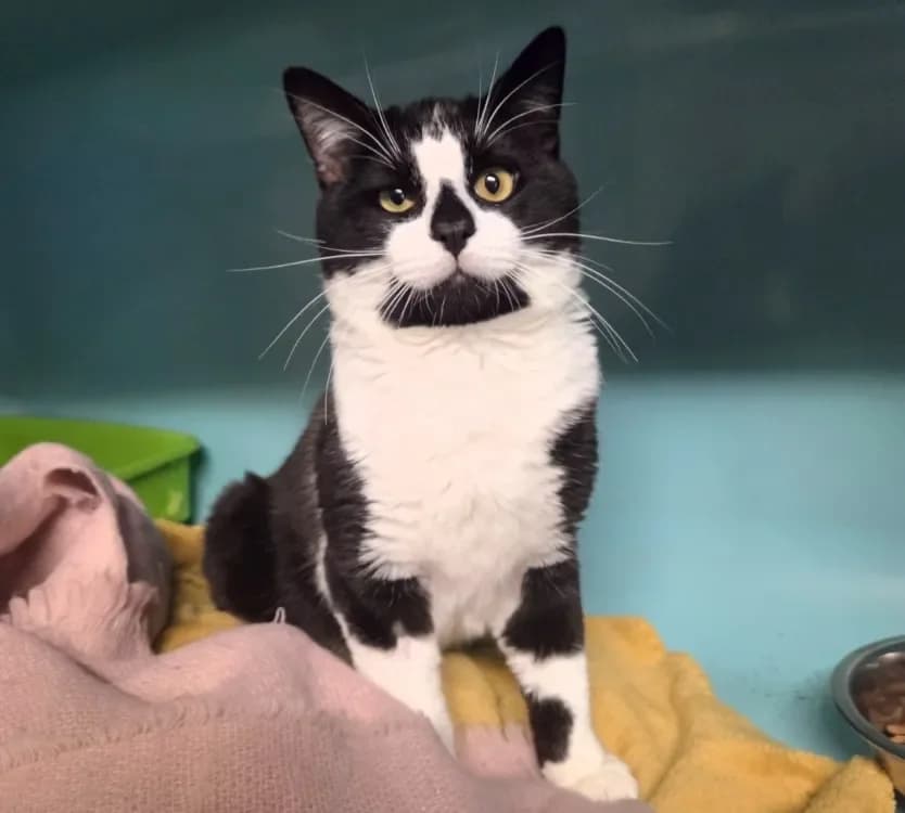 PANDA réservé photo 2