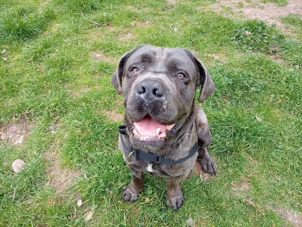 Sky (en cour d'adoption)