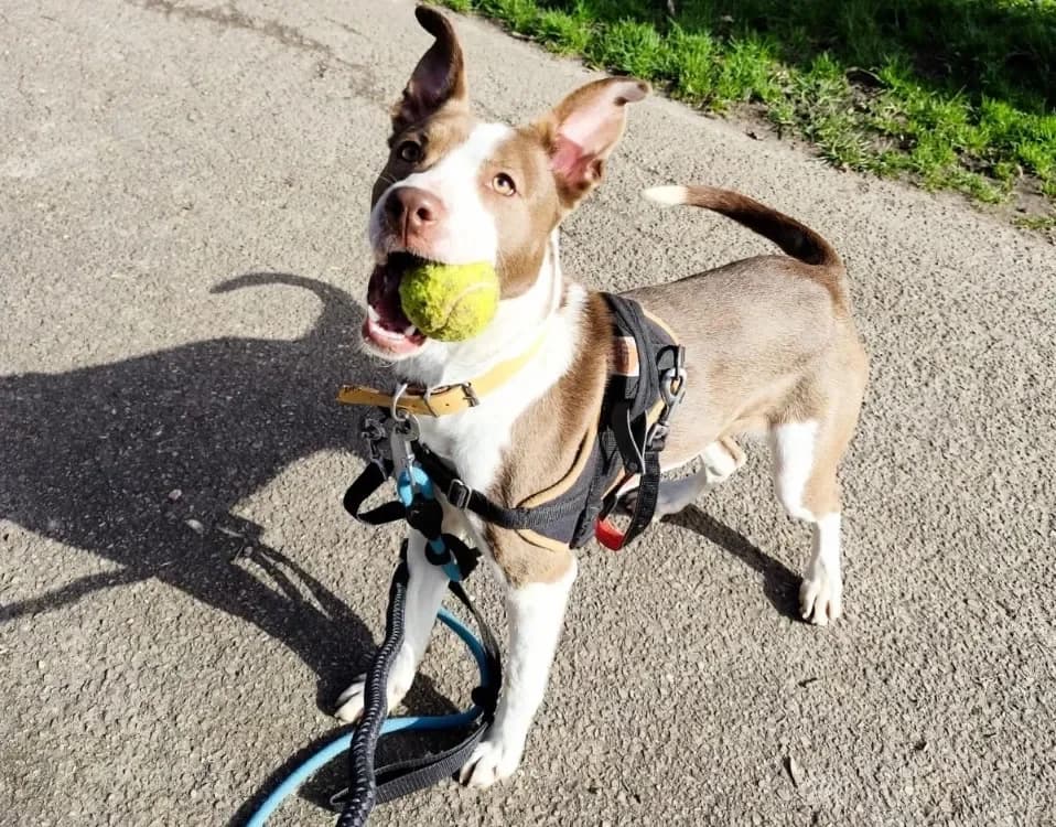 VOLGA PAA24120 photo 2