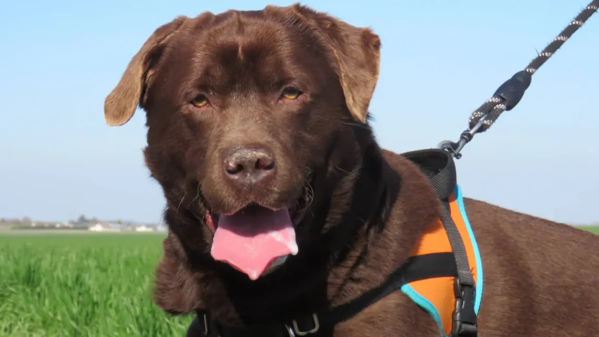 ROCKET (reserve) photo 2