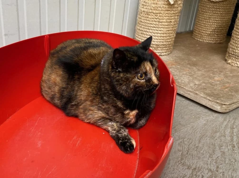 Noisette (en cours d'adoption)