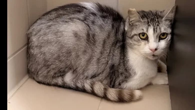 Tresor CAB5273 photo 2