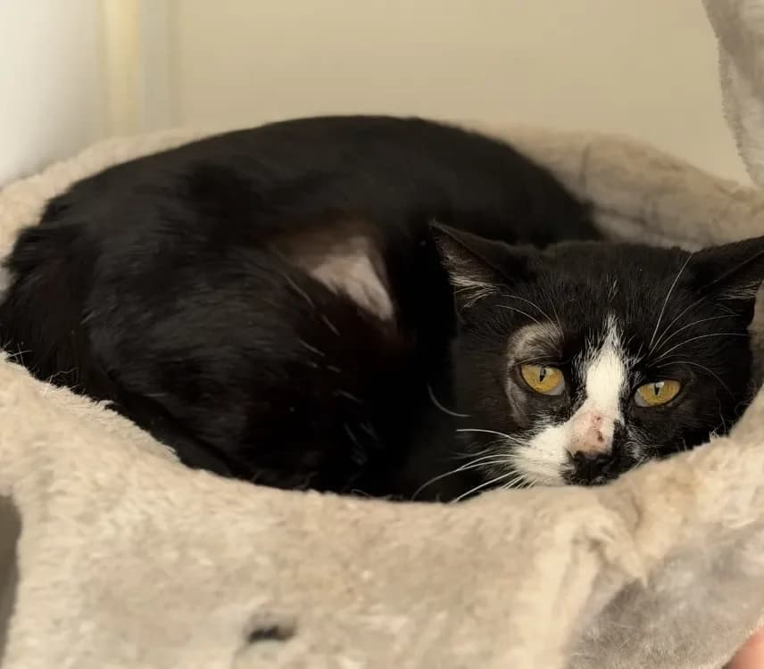 Lagertha CAB5243 photo 2